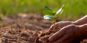 A set of hands cupping the soil around the roots of a small seedling surrounded by soil with blurred greenery in the background.